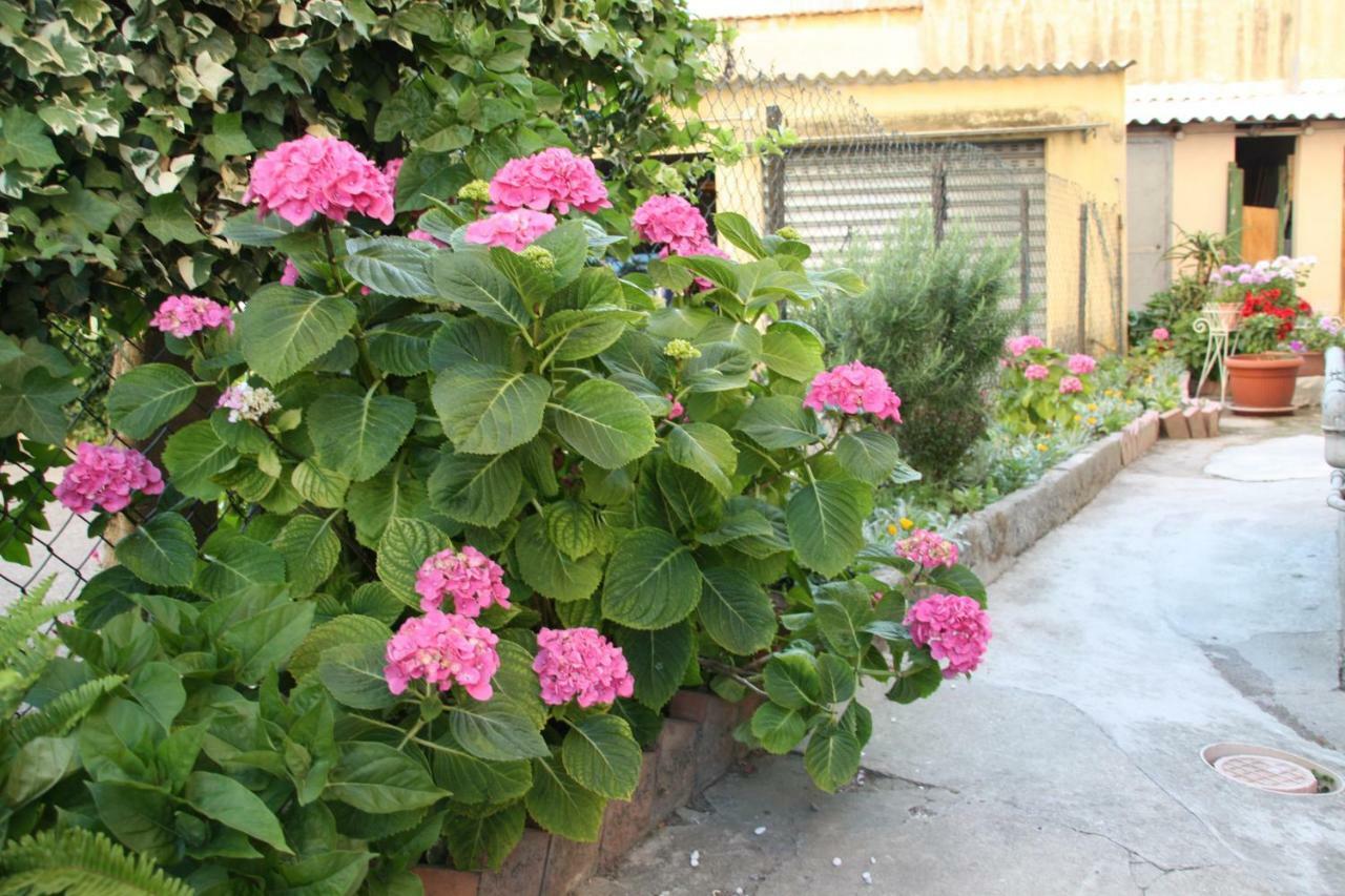 Pisa Town Bed and Breakfast Buitenkant foto