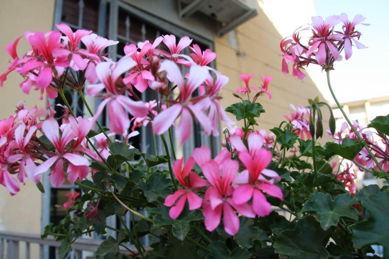 Pisa Town Bed and Breakfast Buitenkant foto